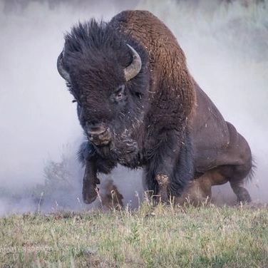 Buffalo Pictures, Bison Photography, Bison Photo, Buffalo Animal, Bison Art, Buffalo Art, Bull Art, American Bison, Wild Creatures