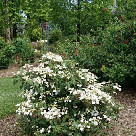 Doublefile Viburnum, Meadow Nursery, Deer Proof Plants, Shade Shrubs, Growing Hydrangeas, Spring Meadow, Foundation Planting, Planting Shrubs, Proven Winners