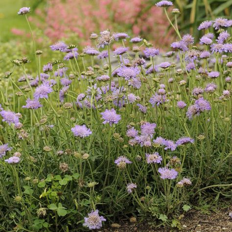 Scabiosa columbaria 'Butterfly Blue' | Walters Gardens, Inc. Scabiosa Columbaria Butterfly Blue, Scabiosa Butterfly Blue, Orange Rocket Barberry, Pincushion Flower, Long Blooming Perennials, Garage Garden, Honey Locust, Japanese Beetles, Best Perennials