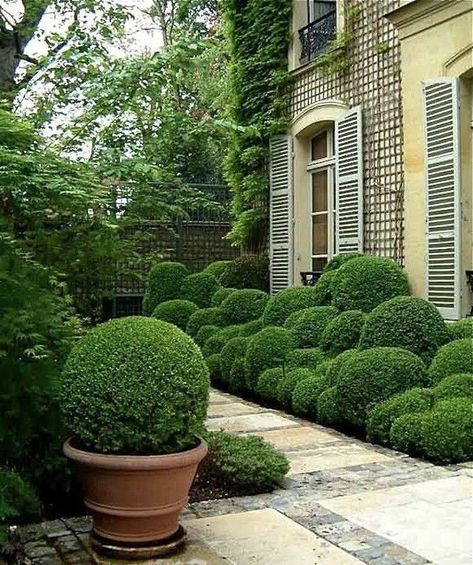 Cloud prune boxwood ; For visual interest, place a planter  with a tightly clipped boxwood ball in the foreground against a backdrop of cloud pruned shrubs. For more on cloud pruning techniques Boxwood Landscaping, Boxwood Garden, Topiary Garden, Living Modern, Have Inspiration, Formal Gardens, Gorgeous Gardens, Green Garden, Garden Spaces