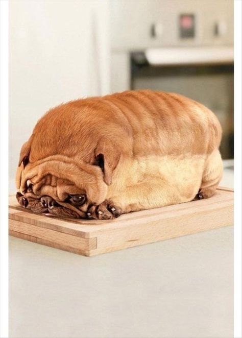 Pan Carlino / Pug Bread Anjing Pug, Dog Bread, 웃긴 사진, Pug Love, Pug Life, E Card, Grumpy Cat, Funny Animal Pictures, 귀여운 동물