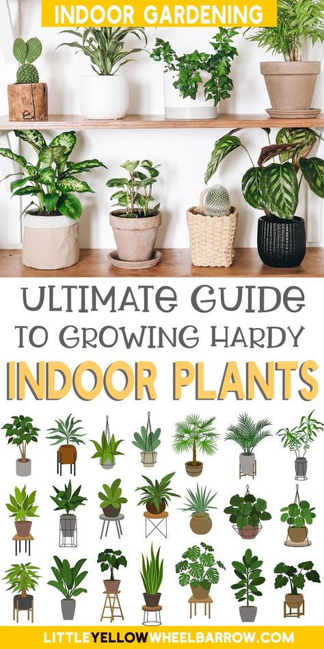 Plants To Grow Indoors, Easy House Plants, Household Plants, Plant Care Houseplant, Plants To Grow, Best Plants, Inside Plants, Indoor Plant Care, Growing Plants Indoors