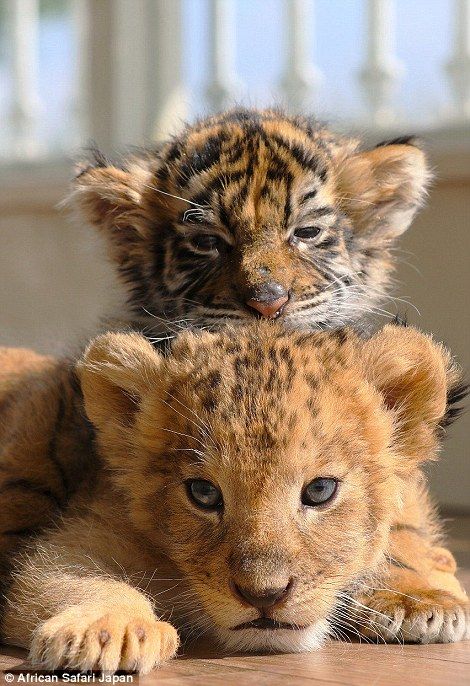 Animales Baby Lions, Baby Tigers, Tiger Cubs, Cute Tigers, Baby Tiger, Baby Lion, Cheetahs, Baby Animals Funny, Hyena