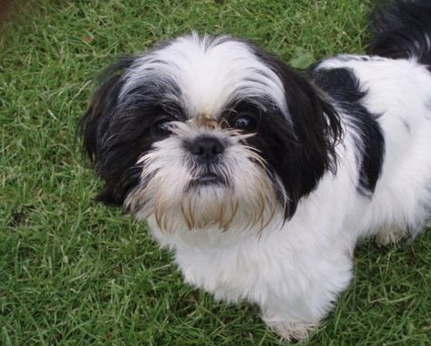 Shih Tzu Black And White, Black And White Shih Tzu, White Shih Tzu, Dog Black And White, Dog Black, White Puppies, Shih Tzu Dog, Shih Tzus, Shih Tzu