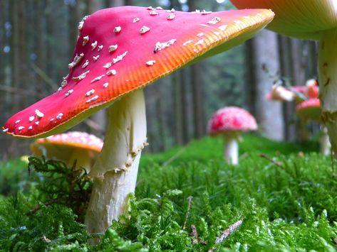 Fly Agaric Mushroom Mushrooms Red - Free photo on Pixabay Mushroom Castle, Fly Agaric Mushroom, Forest Mushrooms, Mushroom Images, Mushroom Wallpaper, Fly Agaric, Mushroom Fungi, Wild Mushrooms, Simple Wallpapers