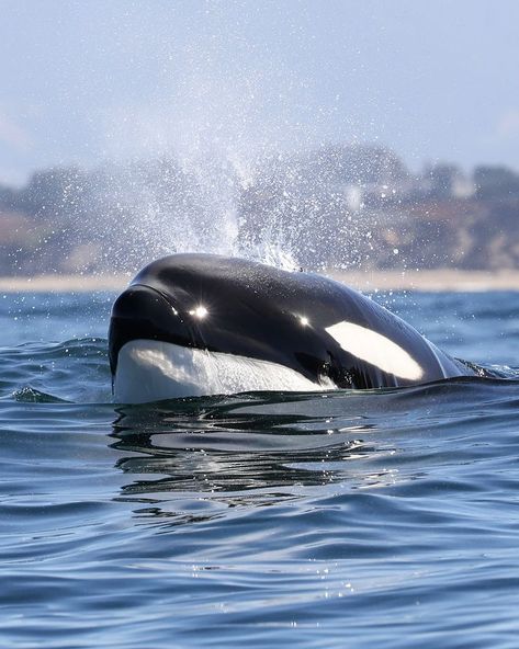 Mike Kauffmann | Our local celebrity pod of Orcas have been here pretty much all throughout October @oceanicexpeditions 🐳Book now using link in bio🎉... | Instagram Port And Starboard Orcas, Cute Orca, Orca Pod, Orcinus Orca, Lloyd Garmadon, Orca Whales, Blog Video, Ocean Vibes, Killer Whales