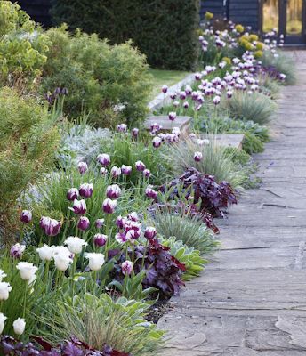 Content in a Cottage: Tulips and Grasses in A Border Front Yard Ideas, Landscape Design Garden, Walkway Design, Landscaping Inspiration, Garden Makeover, Have Inspiration, Outdoor Gardens Design, Patio Landscaping, Front Yard Garden