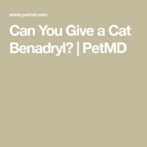 Can You Give a Cat Benadryl? | PetMD Benadryl For Cats, Cat Allergies, Cat Care Tips, Cat Help, Cat Care, For Cats, Irritated Skin, A Cat, Allergies