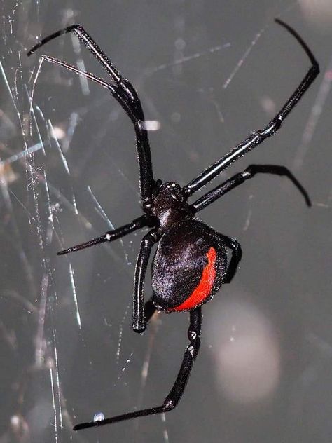 Black Widow Spider Photography, Black Widow Spider Aesthetic, Spiders Aesthetic, Spider Bites Piercing, Spider Reference, Tattoo Spiderman, Spider Images, Pfp Spiderman, Nails Spider Web