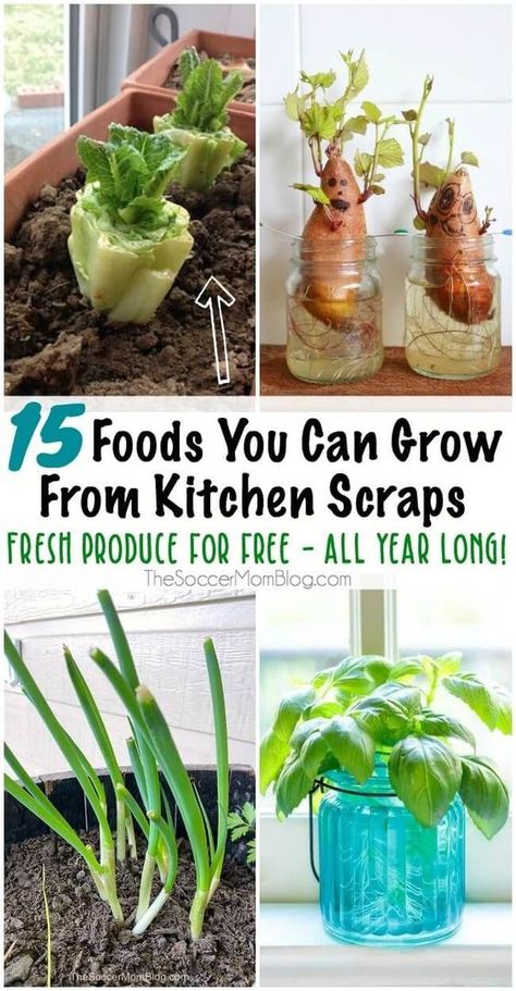 If you hate wasting food scraps and love to grow things then you need to read this! These are 15 foods you can grow from kitchen scraps! This is a great way to save money on some of your produce. Plus, they will grow all year long. Try growing more food from your food scraps! #food #grow #garden #savemoney #vegetables Plantarea Legumelor, Gemüseanbau In Kübeln, Regrow Vegetables, Growing Vegetables In Pots, Indoor Vegetables, Kitchen Scraps, نباتات منزلية, Vegetable Garden Diy, Indoor Vegetable Gardening