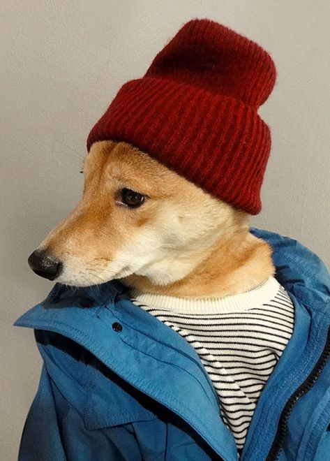 Menswear Dog Features Photos of Mens Fashion, Modeled by a Shiba Inu Menswear Dog, Love My Dog, Mens Fashion Blog, Best Mens Fashion, Big Head, Blue Heeler, Arte Animal, Dog Dresses, Animal Fashion