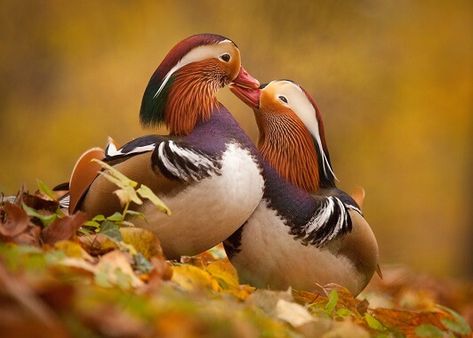 Mandarin Duck Duck Species, Duck Wallpaper, Mandarin Duck, Wood Ducks, Landscape Features, Love Wallpaper, Love Birds, Beautiful Creatures, Beautiful Birds