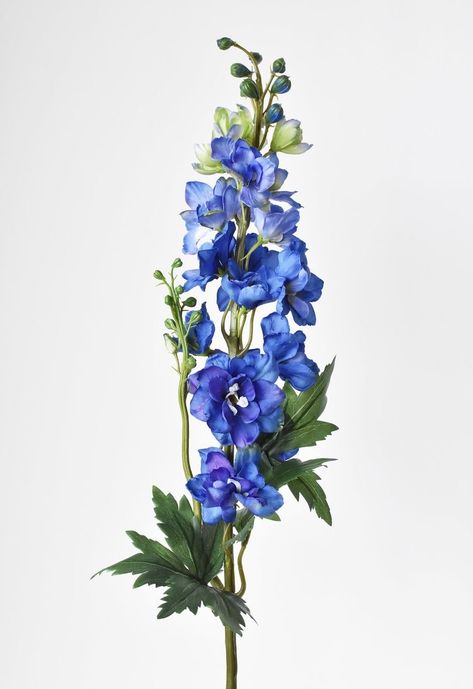 Single Blue Flower, Delphinium Tattoo, Larkspur Plant, Delphinium Flower, Flower Reference, Larkspur Flower, Graduation Bouquet, Delphinium Flowers, Maned Wolf