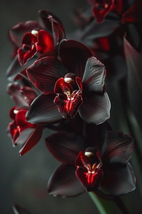 🌸 Prepare to be amazed! These 21 Cymbidium Orchid Varieties are an absolute must-see for any plant lover. From vibrant hues to exotic patterns, each one is a unique beauty waiting to bloom in your garden. Click now to dive into a world of floral wonder! 🌼✨ #Orchids #GardenGoals #PlantLover Orchids In The Wild, Orchids Aesthetic, Drooping Flowers, Orchid Aesthetic, Ground Orchids, Pretty Flowers Pictures, Orchid Photography, Orchid Varieties, Cymbidium Orchid