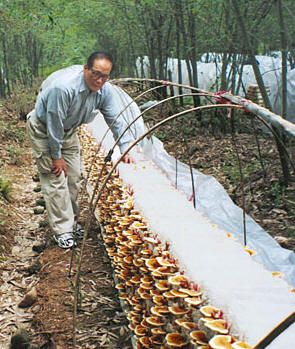 Ganoderma Spore, lingzhi, 98% Shell-Broken Red Reishi Spore Growing Mushrooms At Home, Mushroom Cultivation, Garden Mushrooms, Garden Veggies, Greenhouse Gardening, Hydroponic Gardening, Veggie Garden, Growing Food, Edible Garden