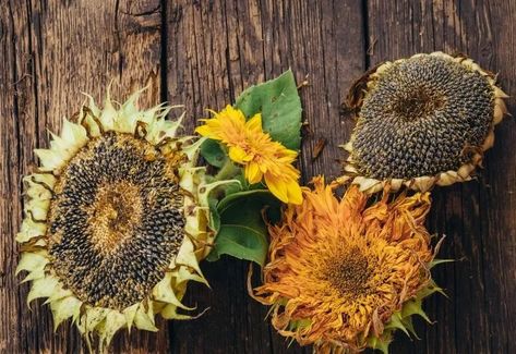 When And How To Harvest Your Own Sunflower Seeds 1 Harvesting Sunflower Seeds, How To Grow Watermelon, Growing Sunflowers, Super Snacks, Easy Vegetables To Grow, Edible Seeds, Row Covers, Short Plants, Salad Toppings