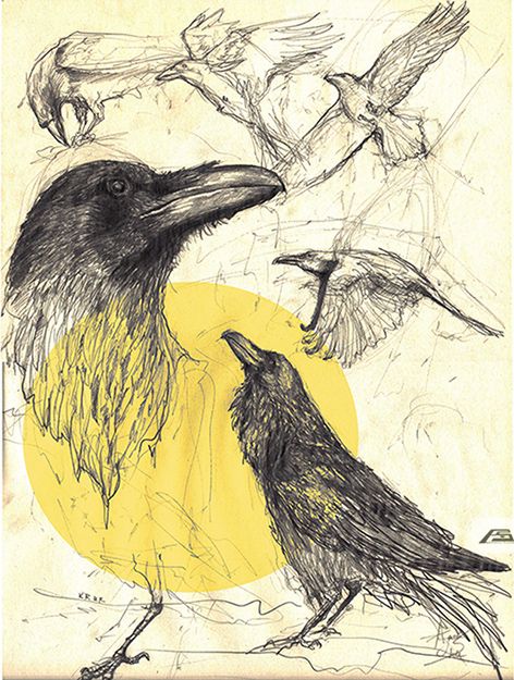 study of animals Illustration Art Animals, Wildlife Sketches, Beast Drawing, Crow Illustration, Crow Drawing, Crows Drawing, Drawing Birds, Animals Drawing, Bird Sketch