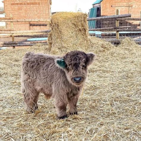 Highland Cow Pictures, Mini Highland Cow, Miniature Cows, Cow Photography, Cow Photos, Mini Cows, Cutee Animals, Baby Highland Cow