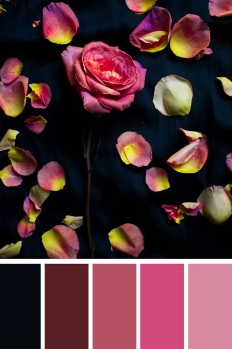 A vibrant rose with pink petals and a black background, featuring scattered petals blending pink, yellow, and hints of red, creating a striking black and pink color palette. Pink And Black Color Schemes, Black And Pink Color Palette, Color Scheme Generator, Pink Color Combination, Pink Color Palette, Color Palette Pink, Different Shades Of Pink, Palette Color, Color Harmony