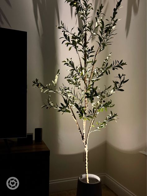 There is a faux olive tree in a modern cement planter with a battery operated accent light shining up. This warm glow is an easy way to create a luxurious atmosphere in your interior design. Olive Tree Lighting, Indoor Tree Lighting, Tree With Lights Indoor, Olive Tree With Lights, Indoor Plant Lighting Ideas, Accent Lighting Ideas, Closet Plants, Tree Spotlight, Olive Tree Indoor