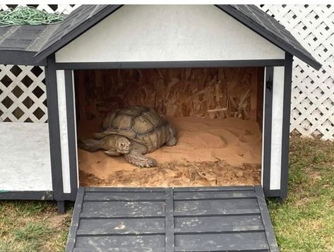 Giant Tortoise Habitat, Backyard Tortoise Habitat, Turtle House Outdoor, Sulcata Habitat, Large Tortoise Enclosure, Tortoise House Outdoor, Sulcata Tortoise Habitat Outdoor, Outdoor Tortoise Enclosure, Turtle Enclosure