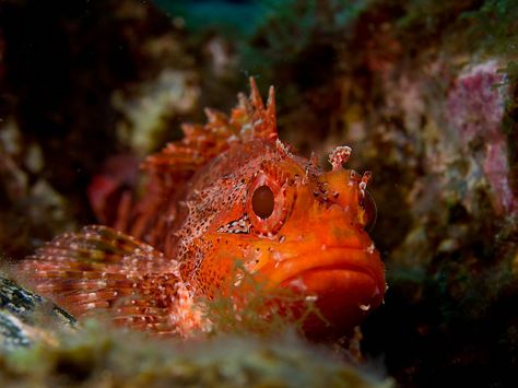 Scorpion fish Scorpion Fish, Aquatic Animals, Scorpion, Fish Pet, The Wild, Fish, Wallpapers, Drawings, Animals