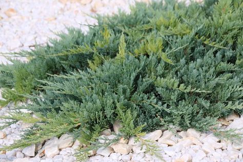 Juniperus horizontalis 'Blue Chip' (Creeping Juniper) Creeping Juniper, Juniperus Horizontalis, Conifer Garden, Colorado Garden, Alpine Plants, Planting Shrubs, Coastal Gardens, Front Landscaping, Garden Animals