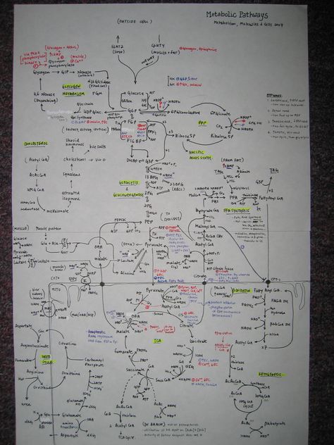 Metabolic Pathways  The only proven diet..  This is when you but a whiteboard.. Biochemistry Notes Proteins, Metabolic Pathways Map, Basic Metabolic Panel, Metabolic Pathways, Biochemistry Metabolism Pathways, Protein Metabolism, Biochemistry Notes, Study Chemistry, Mcat Study