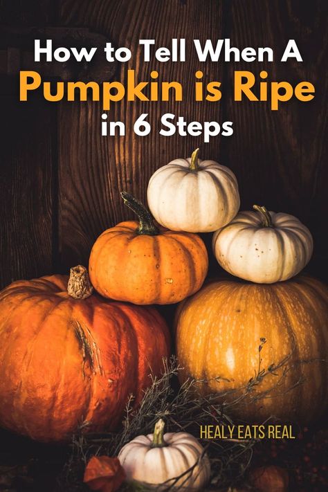 Different sized pumpkins stacked with text reading "how to tell when a pumpkin is ripe." Fall Garden Care, Growing Gourds, Real Posts, Whole 30 Dessert, Creamy Pie, Cinnamon Benefits, Cooking Pumpkin, Cooking Tutorials, Baking Tutorial