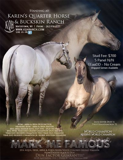 KQH-Brody Aqha Stallion, Aqha Horses, Quarter Horse Stallion, Horse For Sale, Quarter Horses, Horse Dressage, Dream Horse, Cowboy Horse, American Quarter Horse