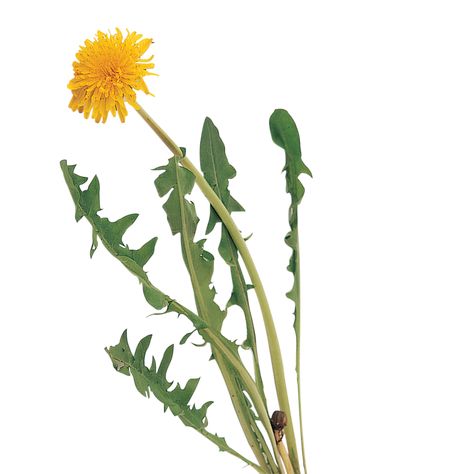 Common Garden Weeds, Dandelion Plant, Dandelion Leaves, Garden Weeds, Dandelion Flower, Plant Identification, Weeding, Art Reference Photos, Flower Drawing