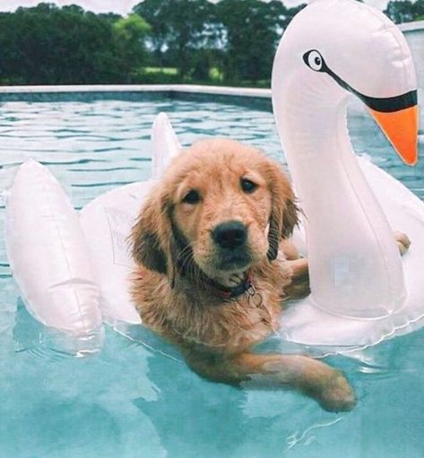 20  The Coolest Ready For Summer Dogs - DIY Darlin' Golden Retriever Mix, Summer Dog, Cute Dogs And Puppies, Cute Animal Photos, Retriever Dog, Golden Retrievers, Cute Creatures, Baby Dogs