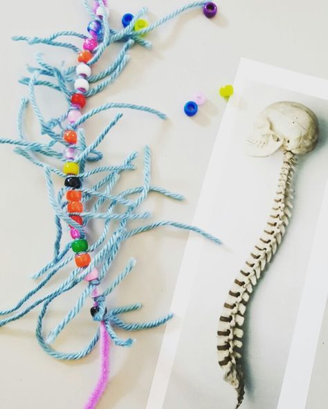 Modeling the spine. Pipe cleaner = spinal cord. Beads = vertebrae. Yarn = nerves. Education. Science lesson. Spine Model Project, Nervous System Projects, Body Systems Project, Human Body Crafts, Science Project Models, Human Body Projects, Human Body Science, Human Body Activities, Human Body Unit