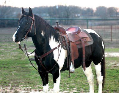 pinto horse Black And White Paint Horse, American Paint Horse, Horse Black, Pinto Horse, American Paint, Paint Horse, Quarter Horses, Cowgirl And Horse, Western Riding