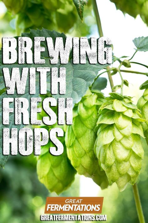 beer Homemade Spirits, Hop Farm, How To Make Beer At Home, Brewery Ideas, Craft Beer Recipes, Beer Brewing Recipes, Hops Plant, Beer Hops, Brewery Design