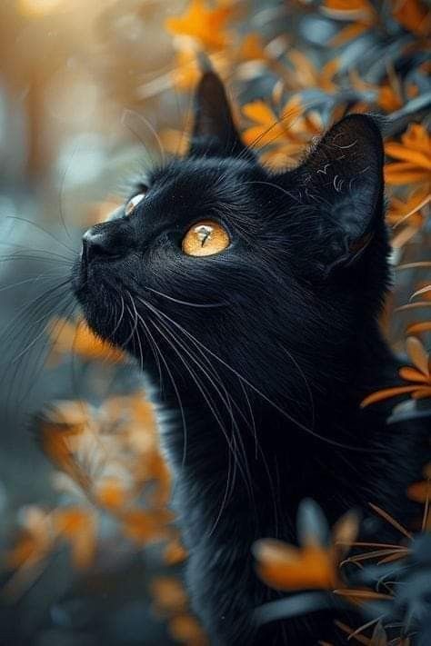 Black Cat Aesthetic, Image Chat, Black Cat Art, A Black Cat, Curious Cat, Cat Photography, Cute Cats And Dogs, Beautiful Cat, Black Cats