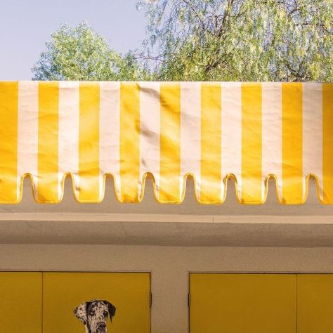 Gray Malin on Instagram: "Lemonade stand sips 🍋 Bring home your dream animal print for 25% off at graymalin.com Pictured: The Lemonade Stand, Parker Palm Springs   #graymalin #parkerpalmsprings #palmsprings #california #lemonade #goldenretriever #cavelierkingcharles #dachshund #shibainu #greatdane #fineart" Summer Moodboard, Ice Cream Stand, Parker Palm Springs, Gray Malin, Palm Spring, Palm Springs California, Lemonade Stand, Great Dane, Shiba Inu