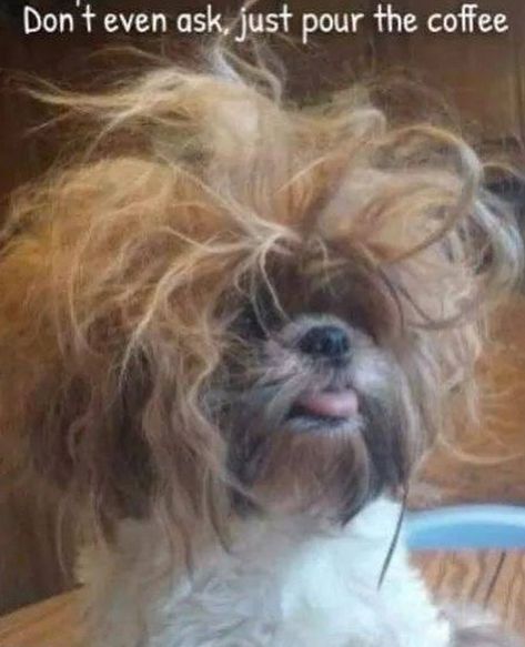 The 14 Funniest Shih Tzu Memes of All Times | PetPress Animal Quotes Funny, Tattoo Dog, Toy Dog Breeds, Human Interest, Hot Dog Recipes, Staying Active, Animal Print Wallpaper, Pose For The Camera, Shih Tzu Puppy