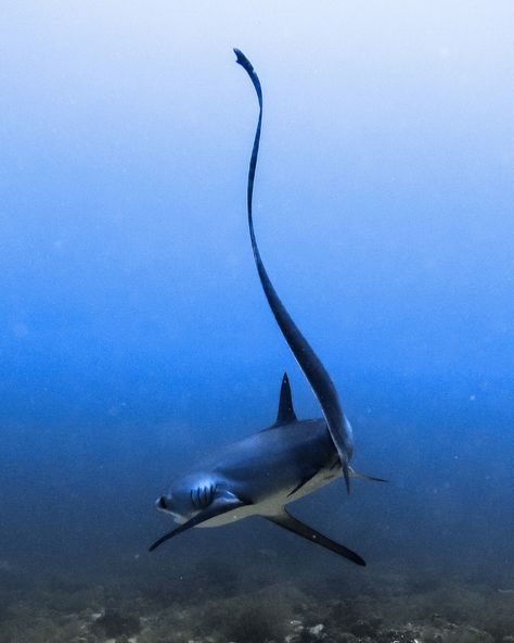 Thresher sharks are pelagic creatures and often only spotted by chance. But in the Philippines, specifically in Kimud shoal they are seen almost daily the whole year round. 😍 The shoal serve as a cleaning station for threshers. 🦈 Tiny cleaner wrasses eat the parasites that are on the sharks. Think of it like a car wash or a spa for sharks! 🐟 The sharks are known for their distinctively long tails that look like a farmers scythe used for threshing. Thus their name- thresher shark. I did ... Thrasher Shark, Cleaning Station, Thresher Shark, Incredible Creatures, Marine Biology, Beautiful Ocean, Sealife, Long Tail, The Philippines