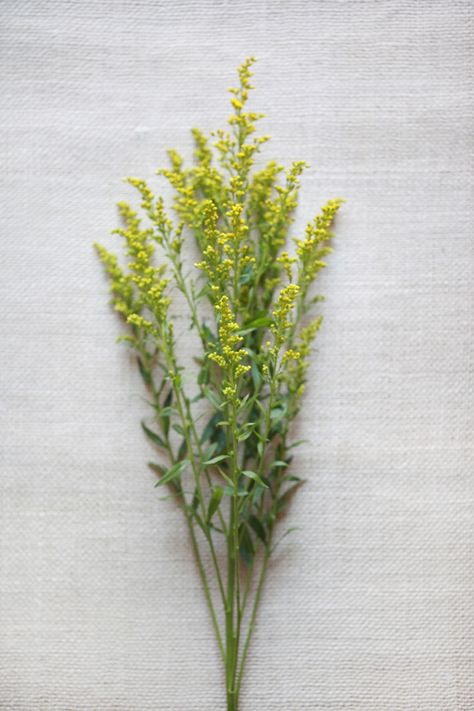 solidaster very herbal looking and inexpensive for a pop of yellow Yellow Filler Flowers, Solidaster Flower, Pastel Wildflowers, Wedding Flower Guide, Accent Flowers, Filler Flowers, Green Wedding Flowers, Yellow Wedding Flowers, Aster Flower