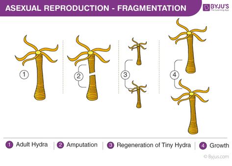 Asexual reproduction - Fragmentation Asexual Reproduction In Plants, Types Of Asexual Reproduction, Asexual Reproduction, Oviparous Animals, Vegetative Reproduction, Cell Forms, Study Biology, Female Reproductive System, Cell Division