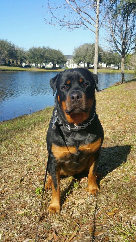 Roman Rottweiler, Rottweiler Love, Big Dog Breeds, Ghost Dog, Rottweiler Puppies, Rottweiler Dog, Man And Dog, Canine Companions, Rottweiler