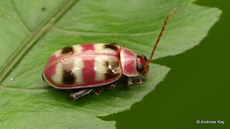 Weird Bugs, Leaf Beetle, Flea Beetles, Garden Bugs, Beetle Bug, Beautiful Bugs, Crustaceans, Arachnids, Passion Project