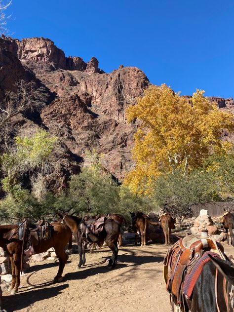 Grand canyon horses granola hiking backpacking aesthetic Grand Canyon Aesthetic, Backpacking Aesthetic, Grand Canyon Camping, Hiking Aesthetic, Arizona Hiking, Camping Aesthetic, Route 66, Horse Riding, Instagram Pictures