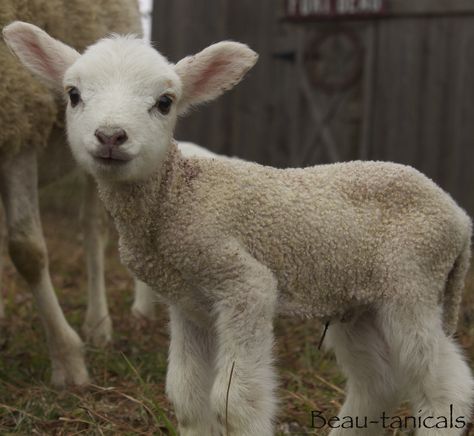 "Spruce", Precious little Gulf Coast Native Sheep ram lambs…He looks like a stuffed animal. :) Babydoll Sheep, Tik Tok Videos Funny, Babies Photography, Animal Babies, Baby Farm Animals, Baby Sheep, Tik Tok Videos, Baby Lamb, Cute Sheep