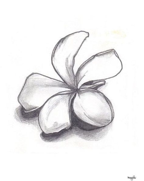 Flower Drawing Shading, Flower Shading, Pencil Drawings Of Nature, Plants Drawings, Sketch Flower, Shell Drawing, Roses Plants, Pencil Inspiration, Pencil Drawings Of Flowers