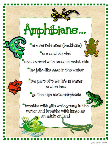 jbonzer.com Amphibians Animals Chart, Amphibians Chart, Amphibians Activities, Preschool Insects, Science Diagram, Animal Facts For Kids, April Preschool, Grade 3 Science, Education Worksheets