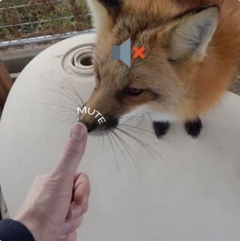 Silly Fox, Fox Memes, Fox Images, Cat Nose, Fox Pictures, Very Cute Dogs, Funny Animal Photos, Pet Fox, Silly Animals