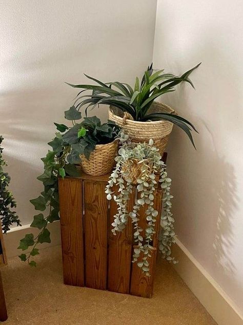 Plant Stand Ideas Indoor, Cyclamen Care, Plant Stand Ideas, Ladder Plant Stand, Vintage Cottage Decor, Year Round Flowers, Rustic Plant Stand, Stand Ideas, Inside Plants