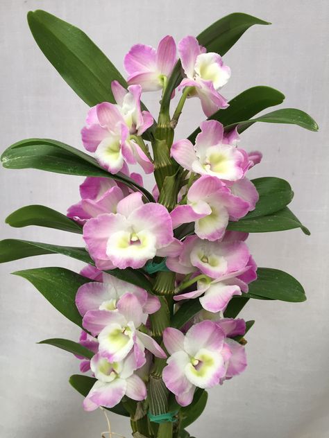 Dendrobium Violet Fizz 'Luna' (Dendrobium 'Happy Honey' x Dendrobium 'Cassiope') Dendrobium Nobile, Blooming Orchid, Types Of Orchids, Rare Orchids, Exotic Orchids, Dendrobium Orchids, Pink Plant, Flower Landscape, Orchid Plants